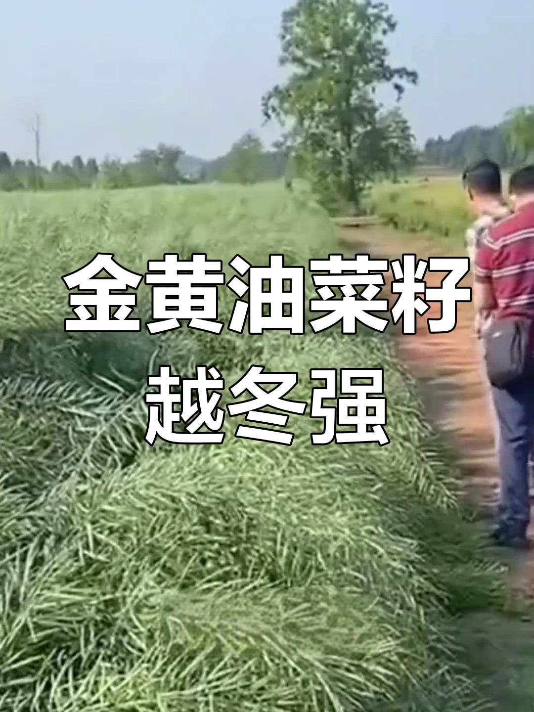 耐寒油菜新品种,金黄色菜籽油更香浓