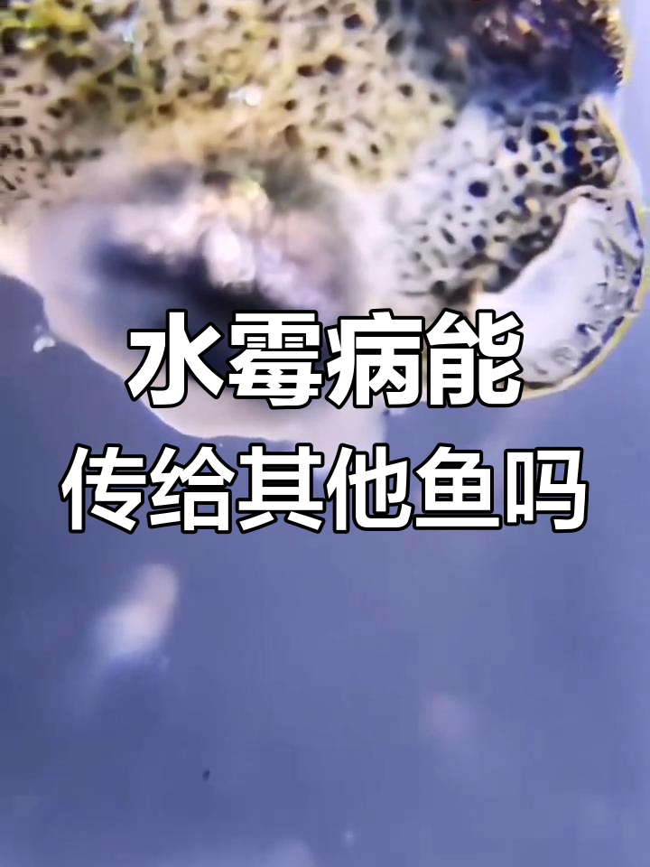 孔雀鱼水霉病会传染吗
