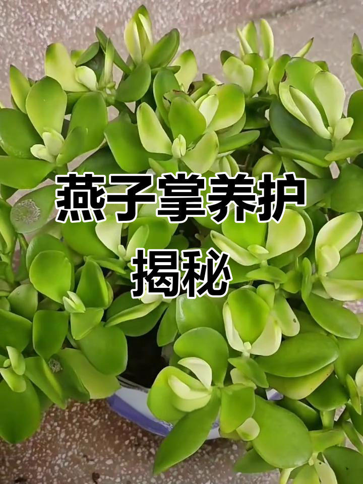 燕子掌:多肉植物中的美丽瑰宝,四季常绿、红边点缀