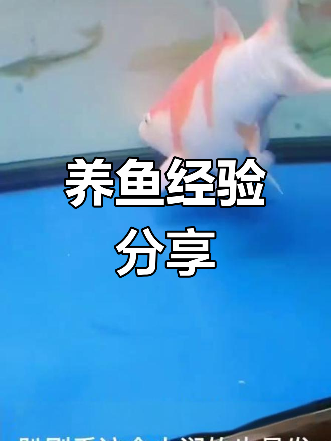 锦鲤寄生虫爆发,水质变差?教你快速恢复健康状态