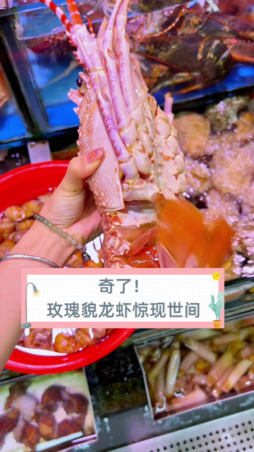 奇了!玫瑰貌龙虾惊现世间