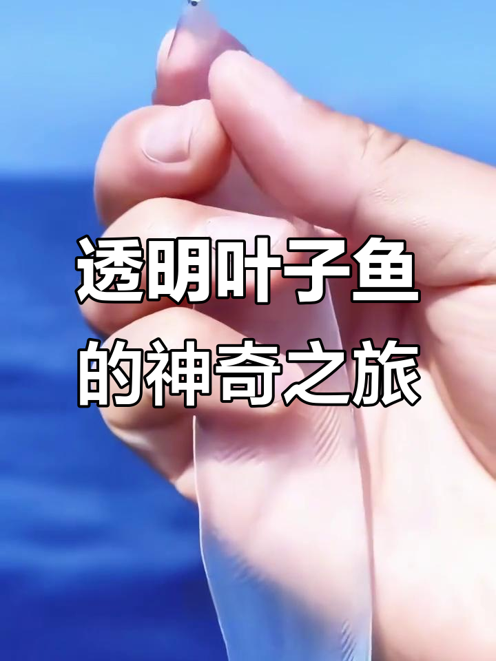 隐身叶子鱼穿越千里大洋，竟能躲过捕食者？