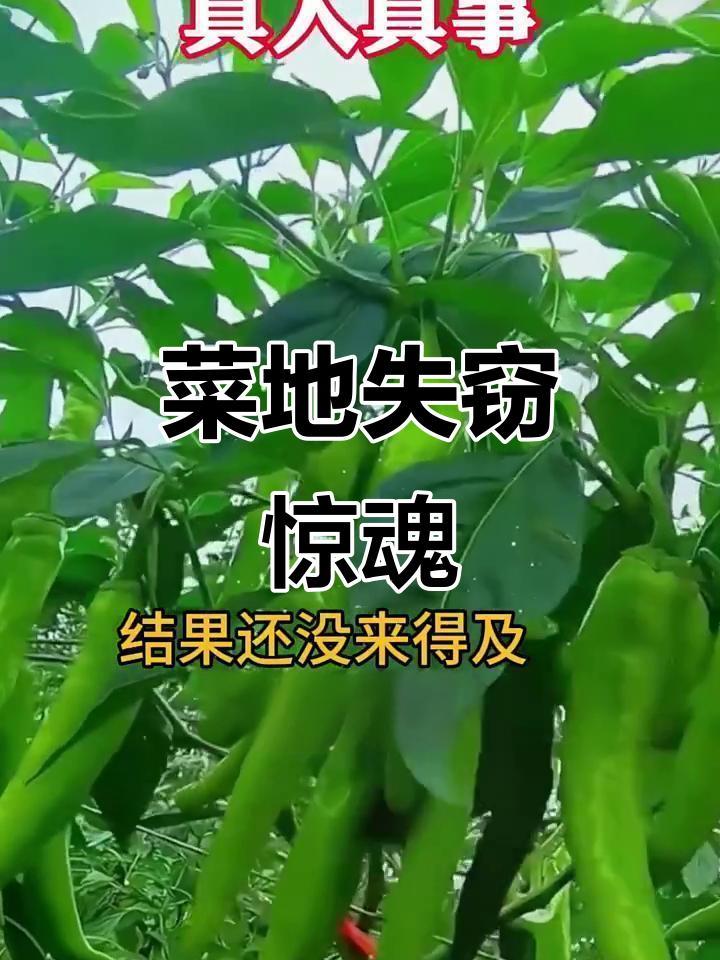 老奶奶喷药后菜地遭窃,报警结果令人意想不到