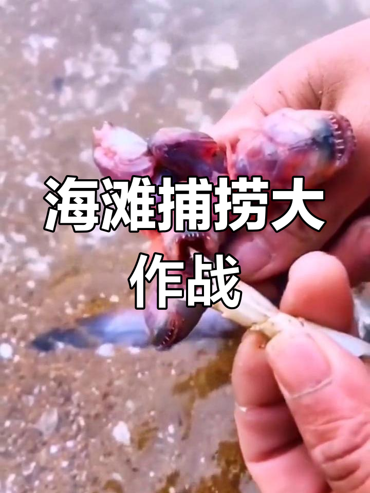 赶海抓海鲜,狼鱼条凶猛来袭!