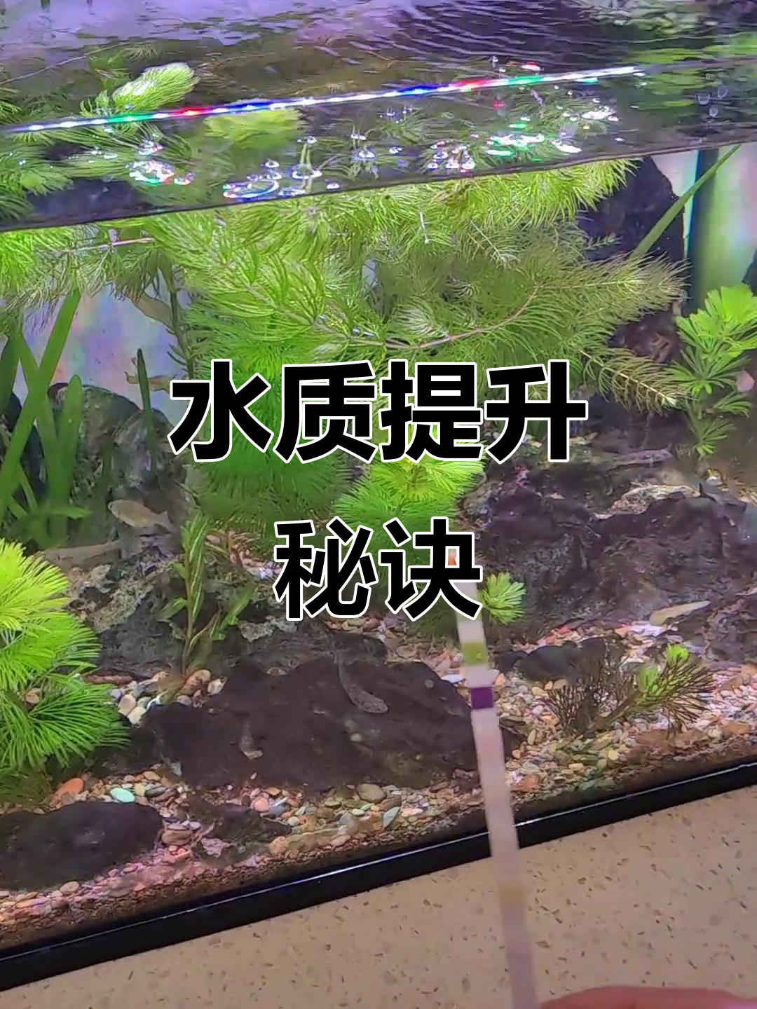 斑鳜苗的小鱼缸,水草让水质更清新,硝酸盐轻松分解