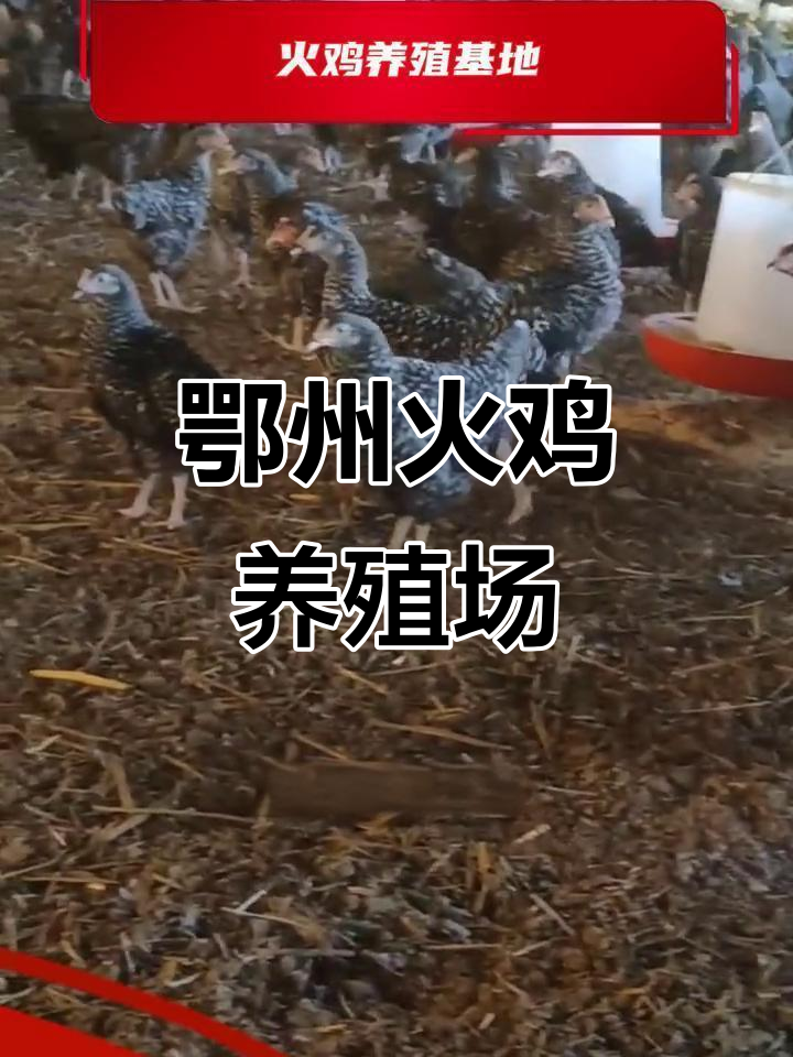 鄂州市火鸡养殖基地,探秘土兽鸡的美丽与强大