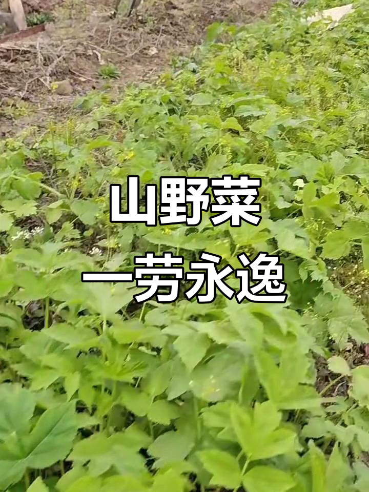 东北山野菜,种一次年年有,美味又实惠