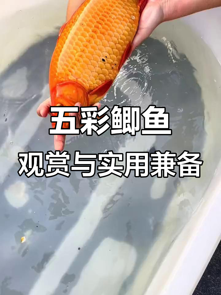 见过彩色鲫鱼吗?这种鲫鱼既美观又可食用,超有趣!
