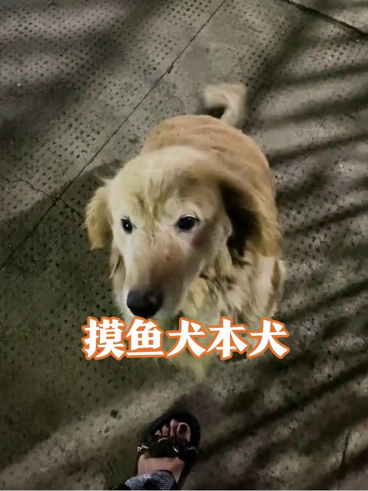 门卫大爷上班摸鱼被撸,开门后秒变跟屁虫