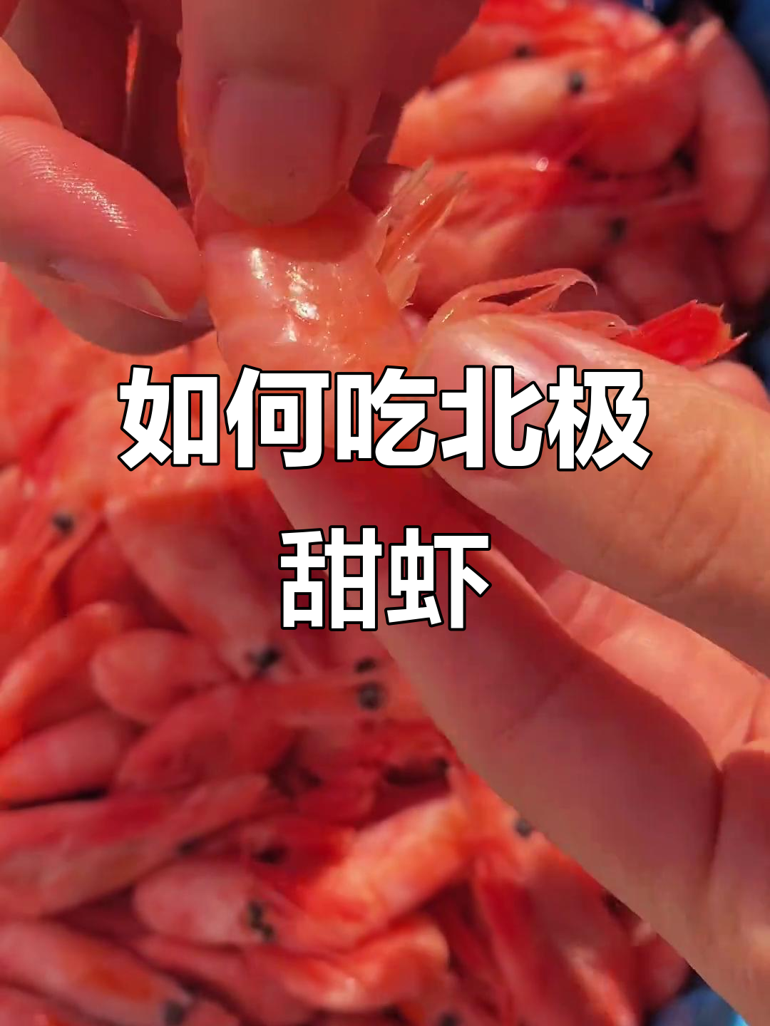 北极甜虾正确吃法,轻松剥壳取籽