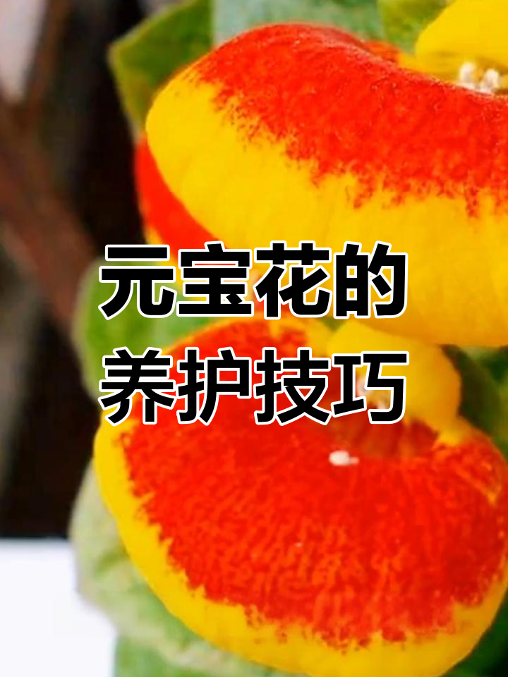 元宝花养殖全攻略:土壤、浇水、施肥与光照