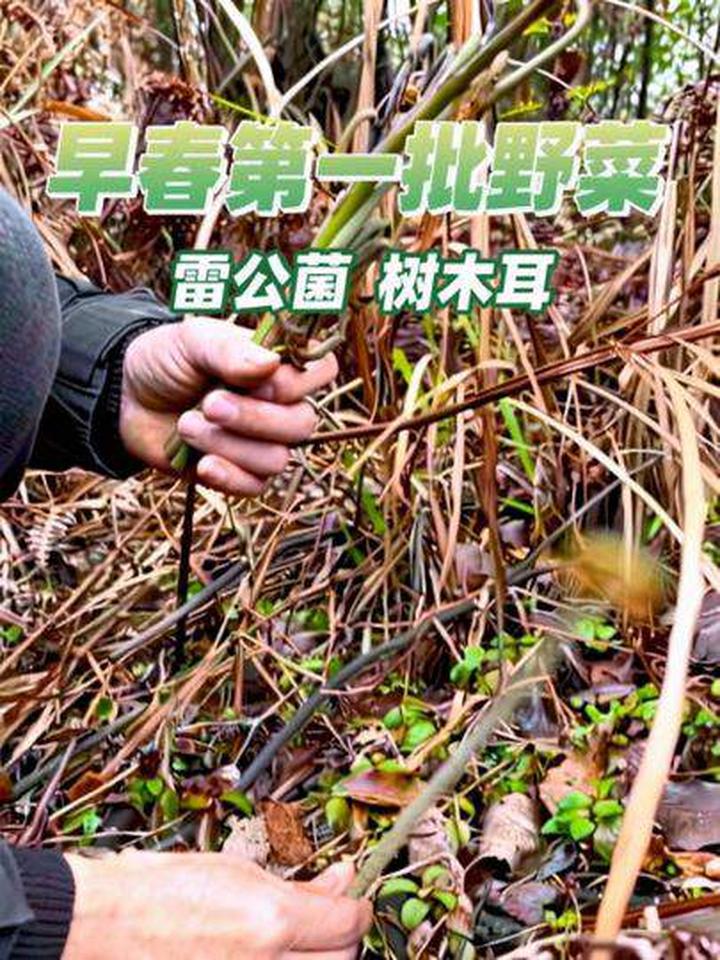 春天的野菜你们都吃上了吗？下雨后能采到雷公菌哦