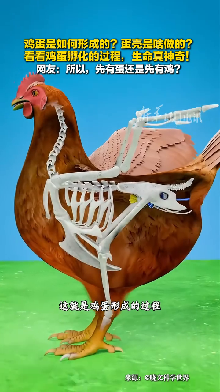 鸡蛋是如何形成的?蛋壳是啥做的?看看鸡蛋孵化的过程