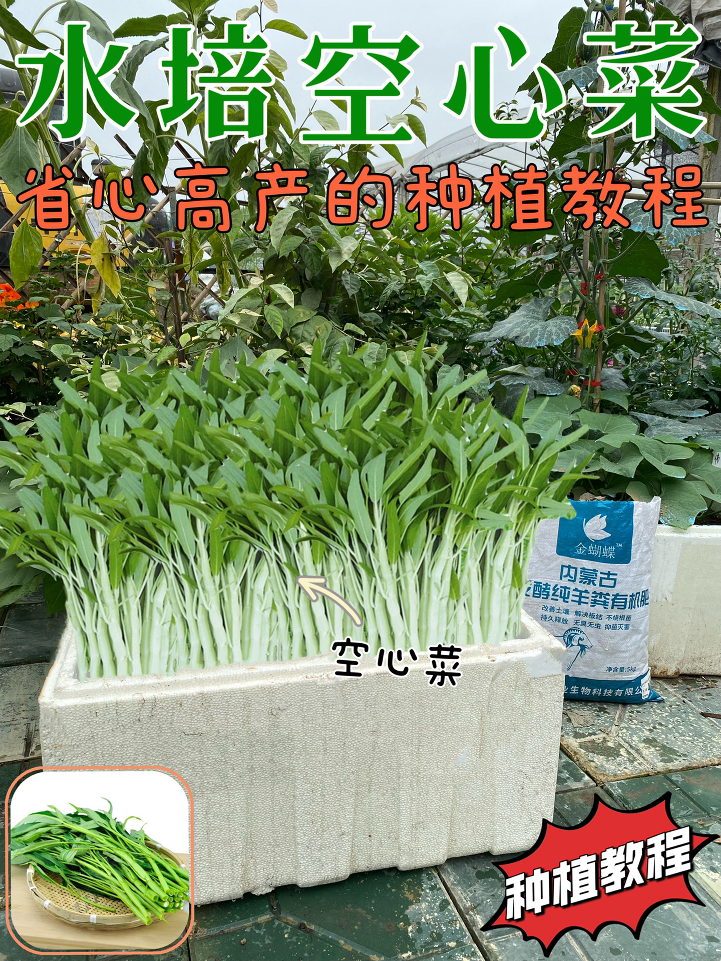 空心菜半水培教程!这样种,省心好吃又高产!