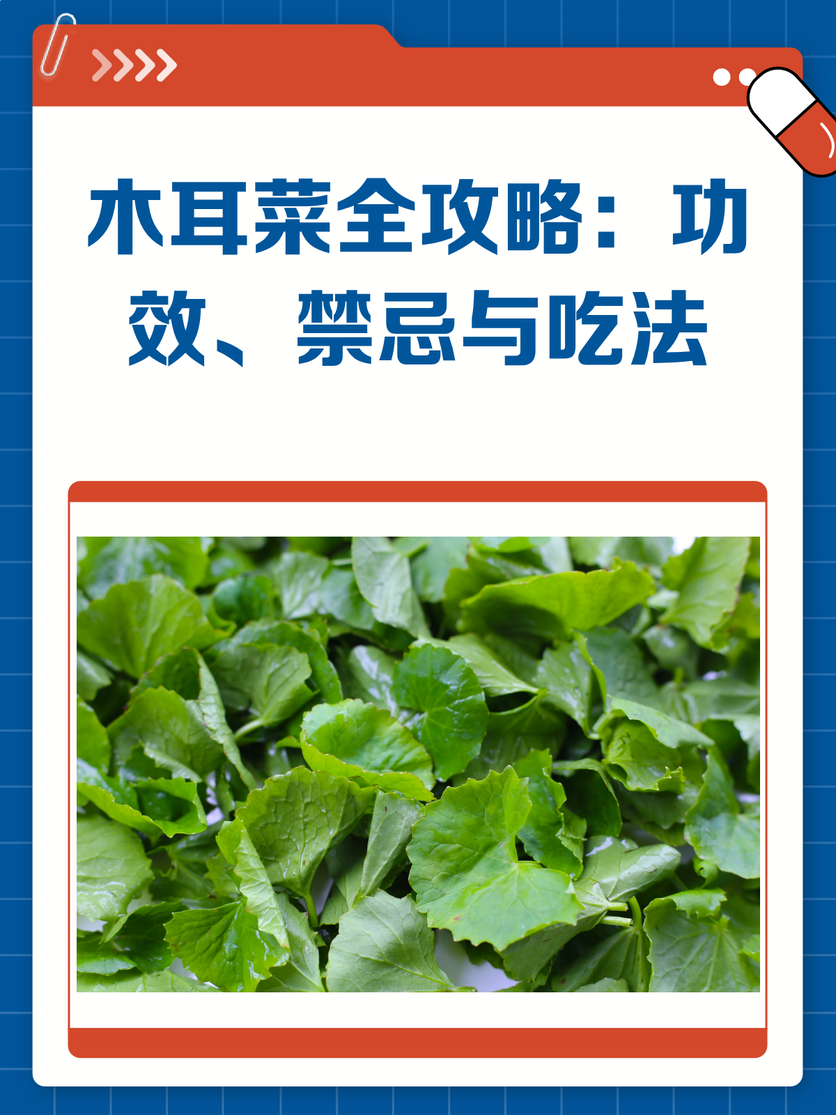 木耳菜,你吃对了吗?功效、禁忌全解析