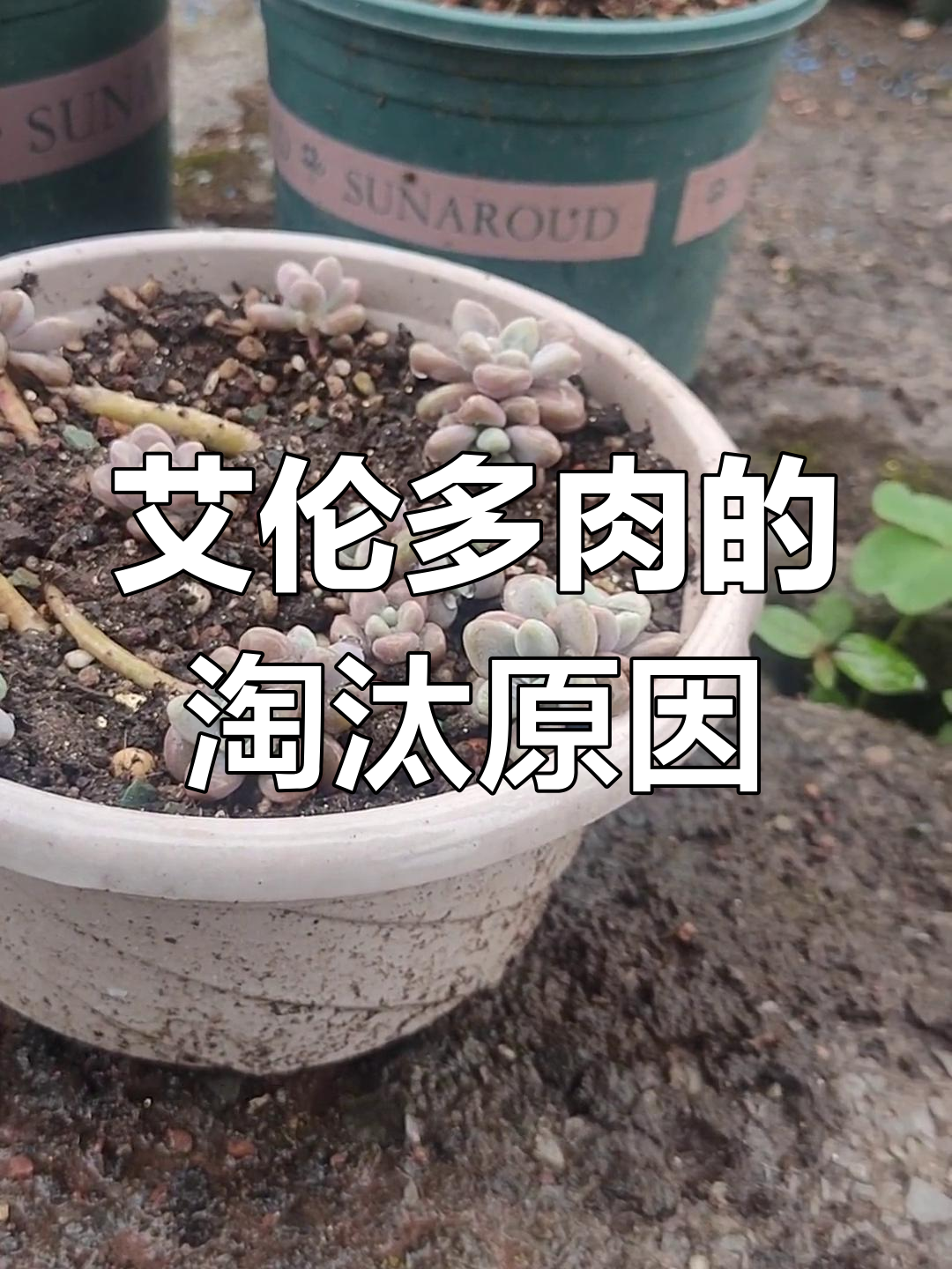 艾伦多肉品种的优缺点分析,为什么我最终选择放弃它