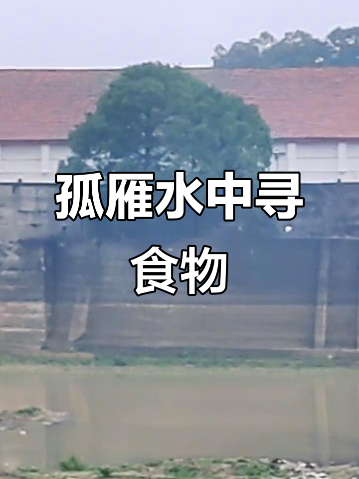 孤雁觅食飞洞庭,水中寻虾小鱼无踪