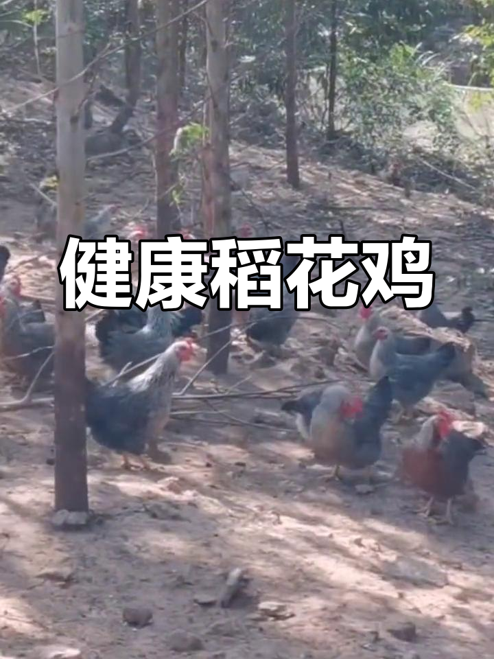 生态散养稻花鸡,皮薄肉嫩,健康又美味