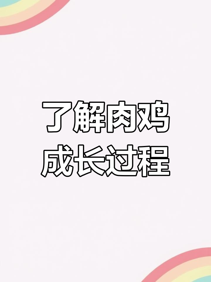 肉鸡生长全周期揭秘：从雏到出栏的关键阶段