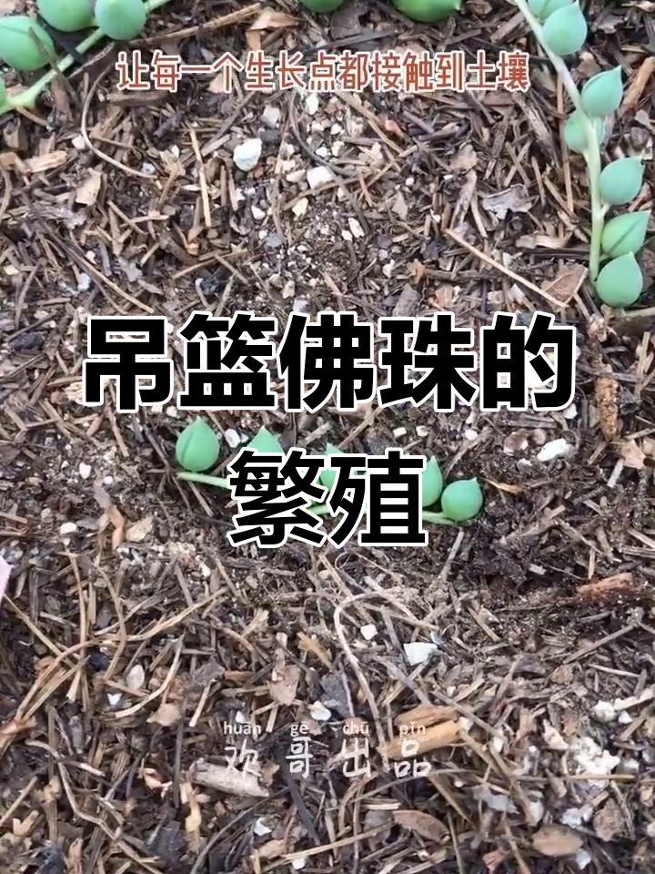 多肉繁殖技巧:佛珠扦插法