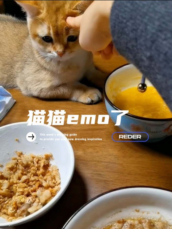 猫咪能喝南瓜小米粥吗