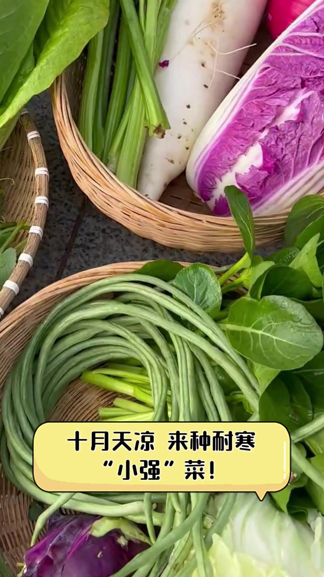 十月天凉,来种耐寒“小强”菜!