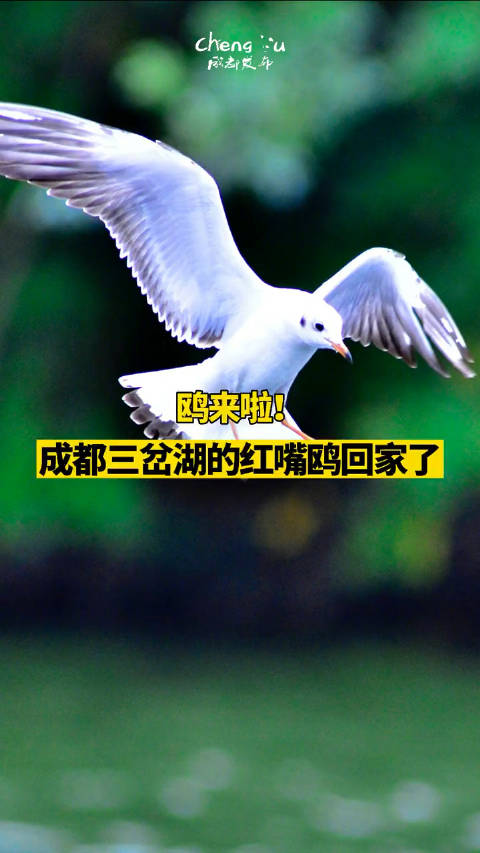 「鸥来啦!红嘴鸥翱翔的三岔湖太美了!」近日正值候鸟南迁越冬的时节,成都三岔湖的红嘴鸥回家了