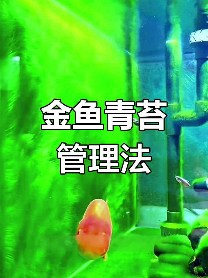 青苔清理有诀窍,兰寿金鱼安全无忧!