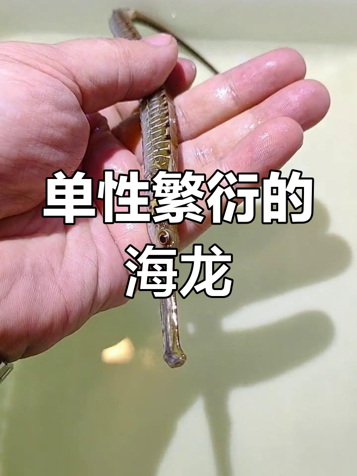 淡水海龙单性繁殖,轻松孵化小鱼
