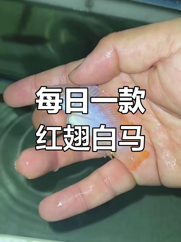 红翅白马鱼:每日一款特色鱼类介绍