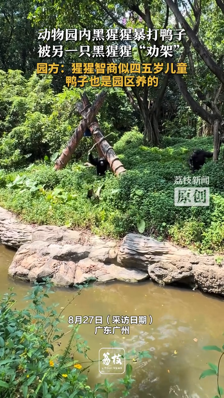 动物园内黑猩猩暴打鸭子 被另一只黑猩猩“劝架”