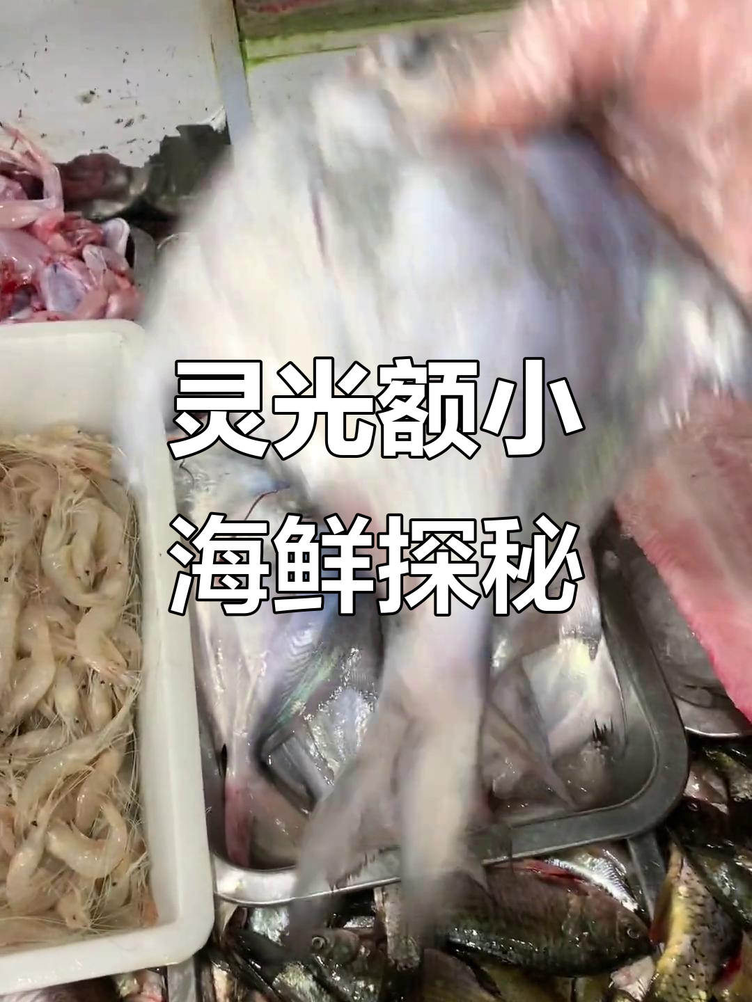 小海鲜大揭秘!灵光额的野生美味,蓝鱼、鸡和包皮鱼的完美搭配