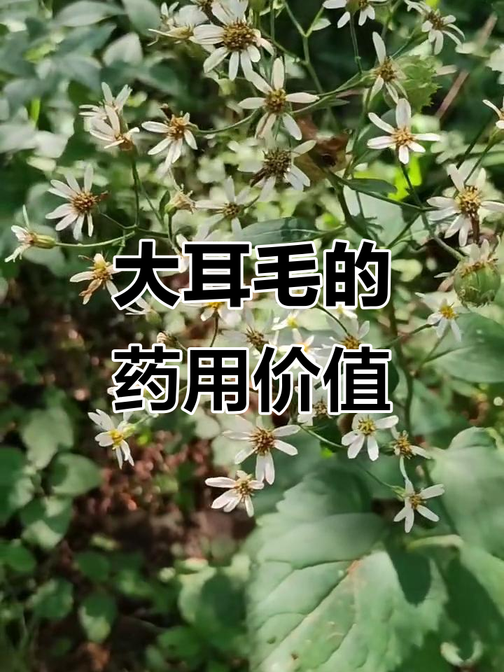 春天的小野菜,秋天的大耳毛:一种清热解毒的宝藏植物