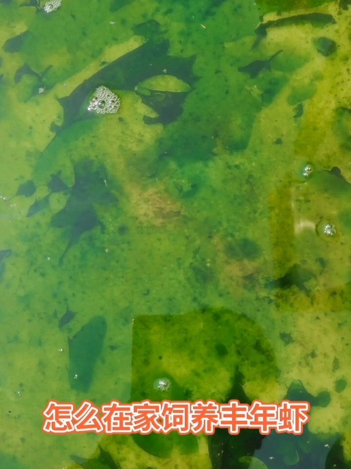 饲养丰年虾主要有两个方面需要注意