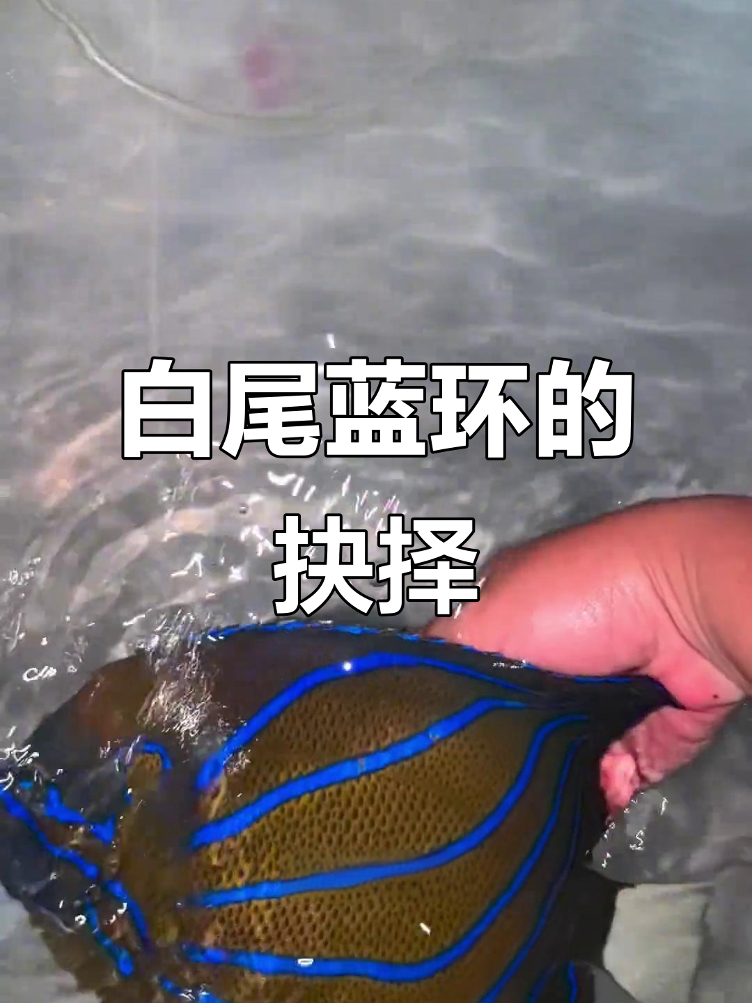 海鲜店新收一斤白尾蓝环,观察几天再决定命运