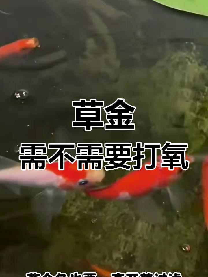 草金鱼需要打氧吗?如何正确饲养它们