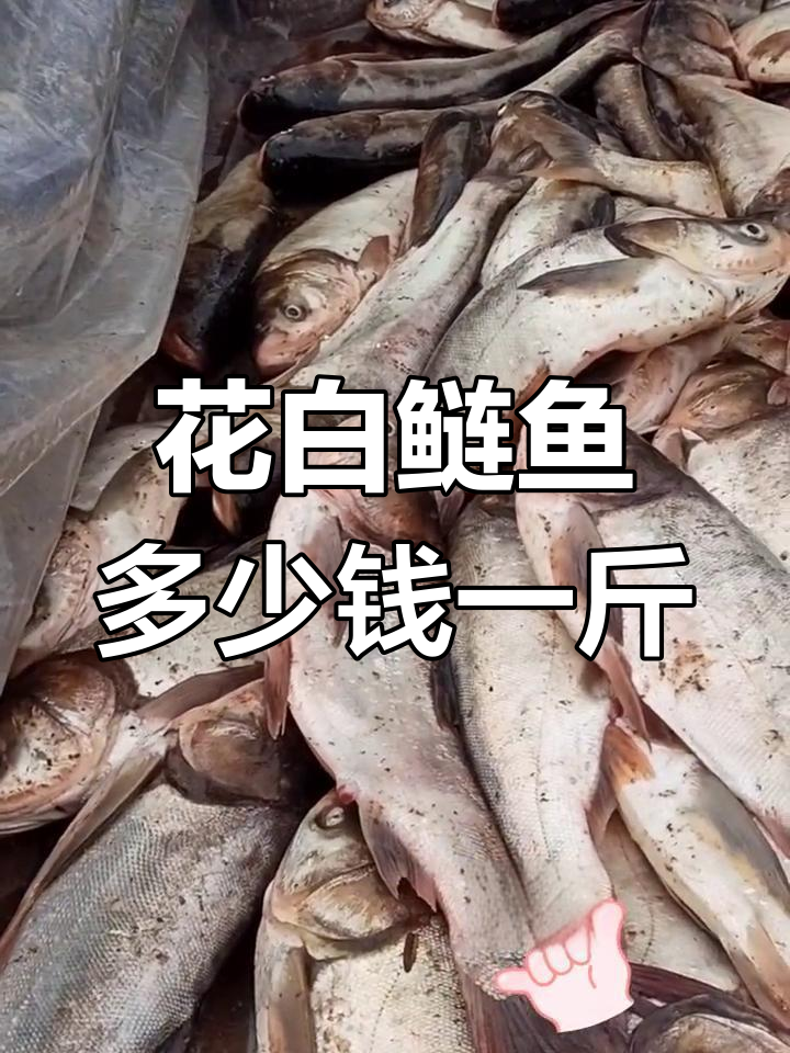 花白鲢鱼价格波动,4元到10元不等