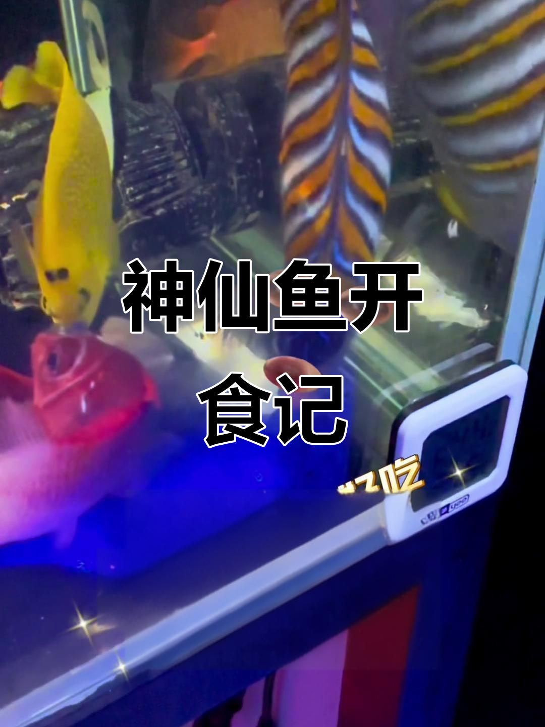 神仙鱼终于开口了!毛巾吃花甲的搞笑瞬间