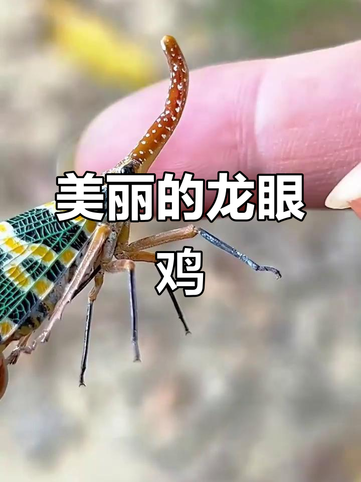 龙眼鸡:美丽却害人的昆虫,小时候常抓来玩