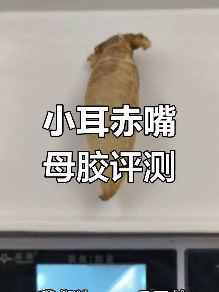 野生赤嘴鳘鱼胶测评,爽滑口感与丰富胶原蛋白