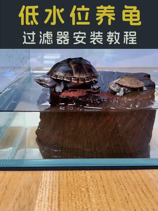 酷鱼低水位过滤器的安装使用教程!看看值不值得入手!养龟人 鱼缸过滤 养龟日常 水族 龟宠