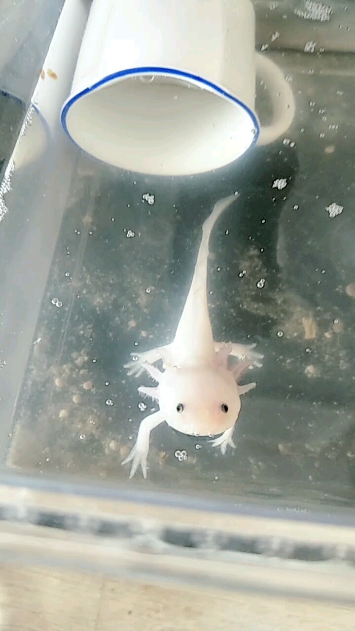 六角恐龙鱼鱼鳃发白