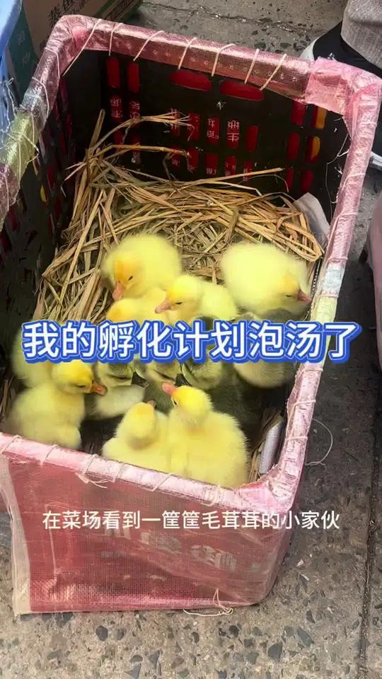 悬着的心终于是死了……#孵化#鹅#鹅蛋
