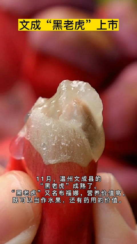 温州文成黑老虎上市 “黑老虎”又名布福娜,是近年来才逐渐走进人们视野的水果。口感甘甜,还透