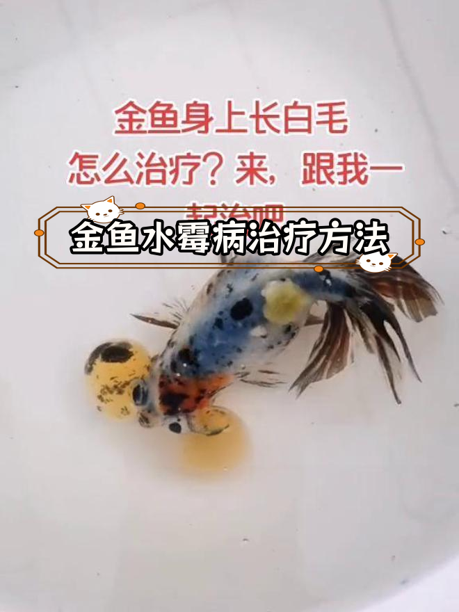 水霉病治疗全攻略,轻松治愈金鱼