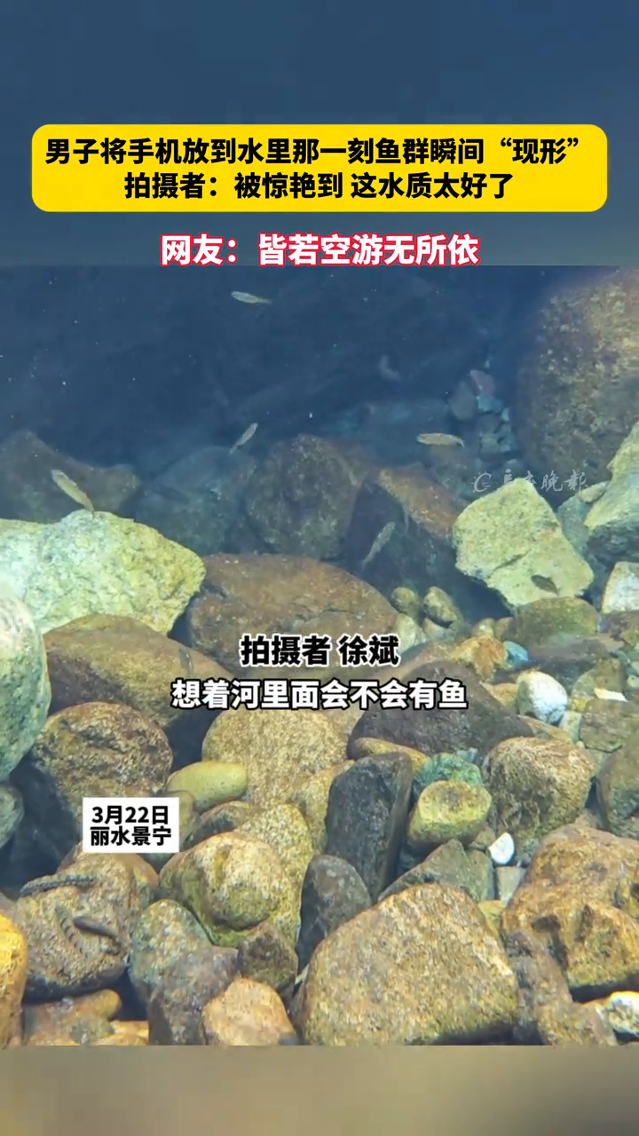 男子将手机放到水里那一刻鱼群瞬间“现形” 拍摄者:水质太好了