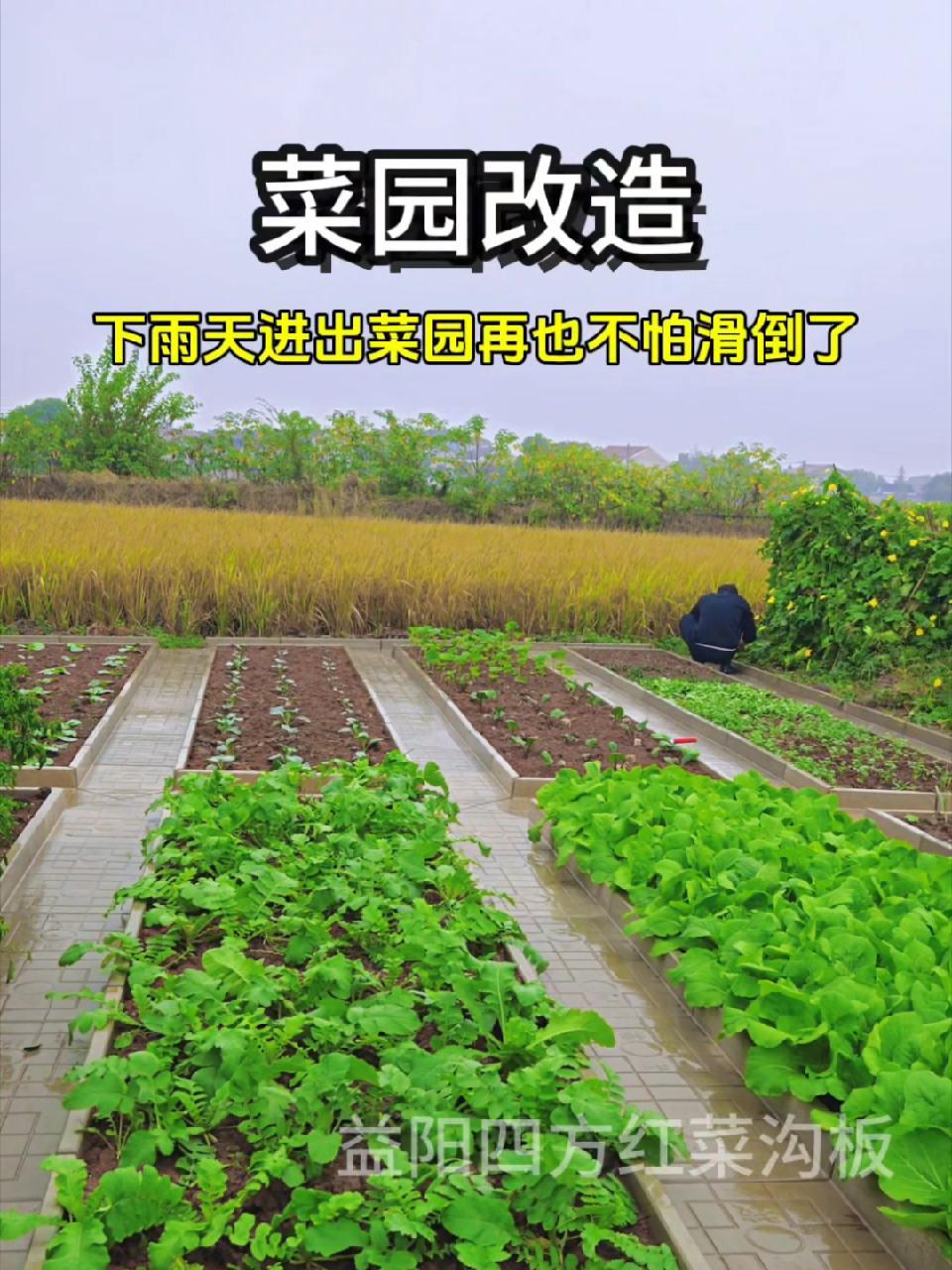 小菜园 菜沟板 新农村建设 种菜 农村菜园设计