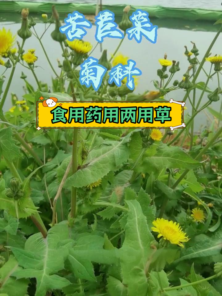 苦苣菜:菊科植物的多重功效