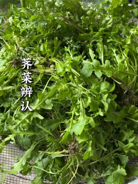 1分钟教你辨别4种不同的荠菜
