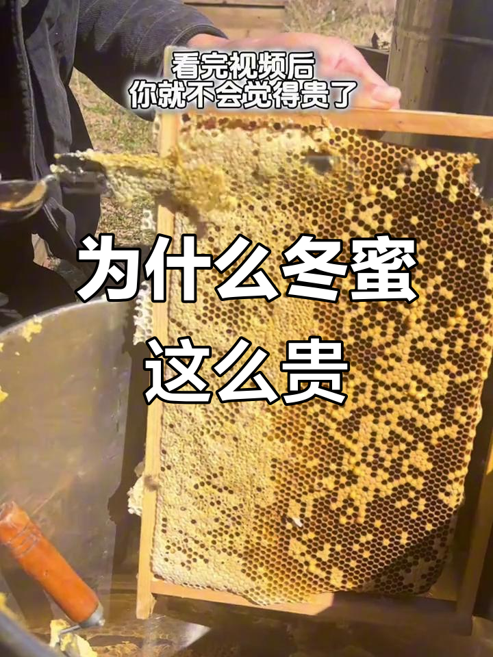 冬季蜜源珍贵,鸭脚木冬蜜为何能卖到两百一斤?